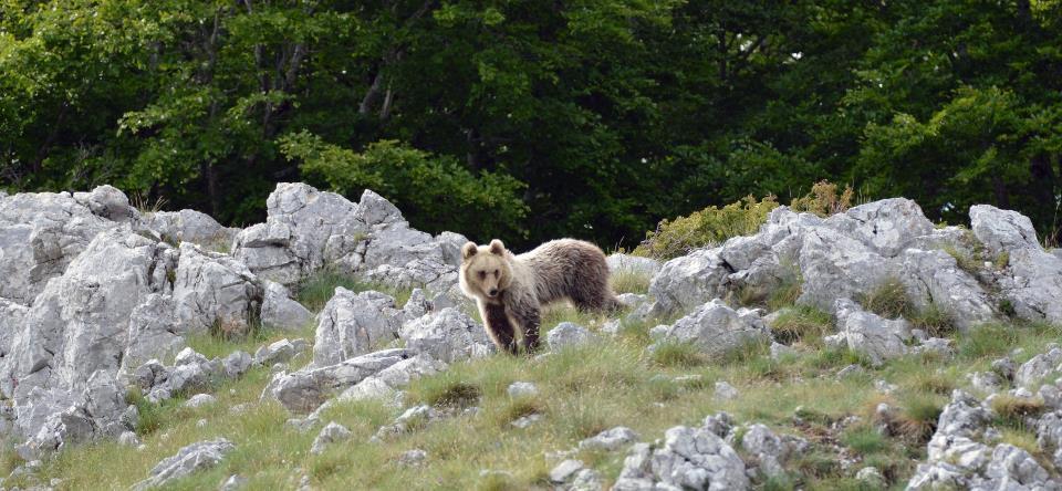 Foto Massimo Re Calegari I conflitti uomo-orso sono generati da pochi orsi abituati al cibo facile.