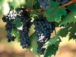 Misure OCM Vino: Principali procedimenti amministrativi vitivinicoli (2) Ristrutturazione e riconversione