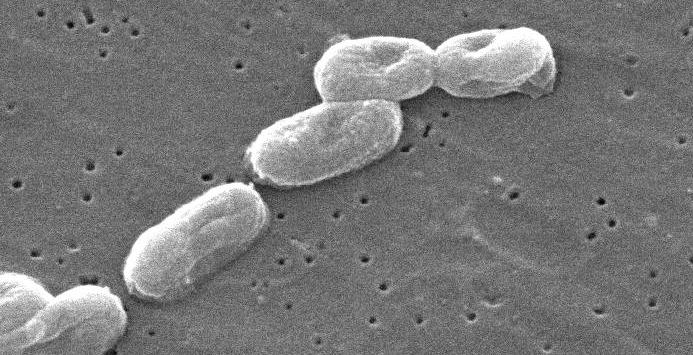 potenziatori e correttori della proteina CFTR mutata DF508; la messa a fuoco di molecole capaci di riattivare la sintesi della proteina interrotta dalle mutazioni stop; l indagine sulle mutazioni