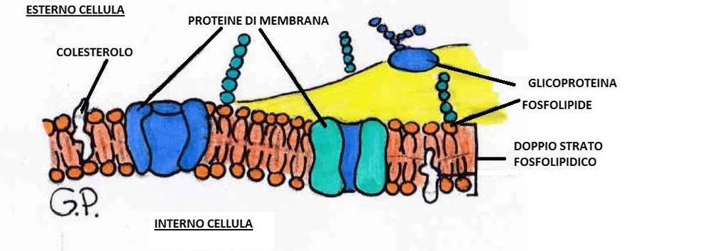 Fisiologia delle cellule eccitabili: la membrana cellulare e i trasporti Il ruolo della membrana plasmatica nella generazione del segnale nervoso è importantissimo (ricorda che è impermeabile agli