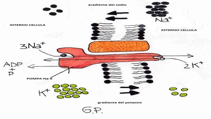 La combinazione della pompa sodio- potassio e dei deboli canali ionici causa uno squilibrio di cariche che è responsabile del potenziale di membrana (- 70 mv).