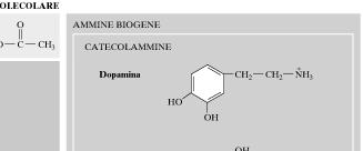 Dopamina Noradrenalina Adrenalina Serotonina (5-HT) Istamina