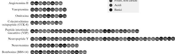 All interno delle vescicole si completa la formazione del peptide: