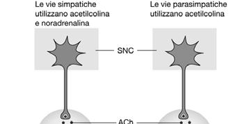 Glutammato principale neurotrasmettitore eccitatorio del sistema nervoso centrale L attività eccitatoria dei neuroni del