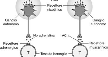 (recettori-canale) - i recettori metabotropi (controllano canali ionici attraverso secondi messaggeri) Tre tipi: AMPA (Na +,