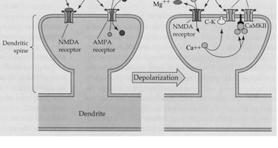 Glutamato : più importante neurotrasmettitore a livello delle sinapsi eccitatorie cerebrali.