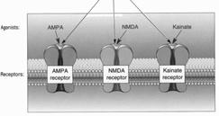 sensibilità nei confronti di agonisti (NMDA, AMPA, Kainat) -il rilascio del glutamato a livello presinaptico