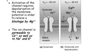 membrana presinaptica o da parte delle cellule della glia Gli ioni Mg 2+ ostruiscono in modo non competitivo