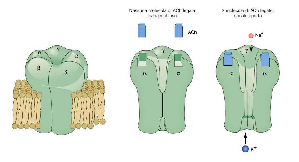 Per le sinapsi colinergiche (acetilcolina) esistono due tipi di recettori: nicotinici e muscarinici. Il recettore nicotinico è esso stesso il canale per gli ioni.