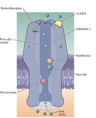 GABA e glicina principali neurotrasmettitori inibitori del sistema nervoso centrale il GABA (acido -amino butirrico) e la glicina sono neurotrasmettitori inibitori attivano recettori-canale