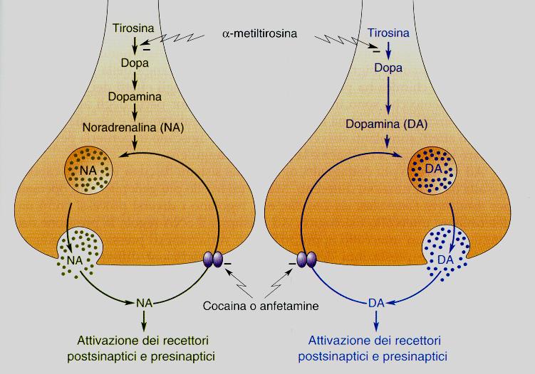 Azione delle droghe stimolanti sui terminali assonici catecolaminergici. Possiamo osservare un terminale noradrenergico sulla sinistra ed un terminale dopaminergico sulla destra.