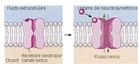 I neurotrasmettitori liberati per esocitosi dalla cellula presinaptica si legano ai recettori sulla cellula postsinaptica, facendo aprire (o chiudere) canali ionici I recettori postsinaptici hanno il