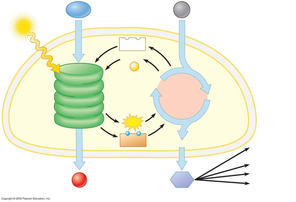 Luce H 2 O Cloroplasto CO 2 NADP + ADP + P Membrana del tilacoide Fotosistema II Catene di trasporto degli elettroni Fotosistema I ATP RuBP CICLO DI CALVIN