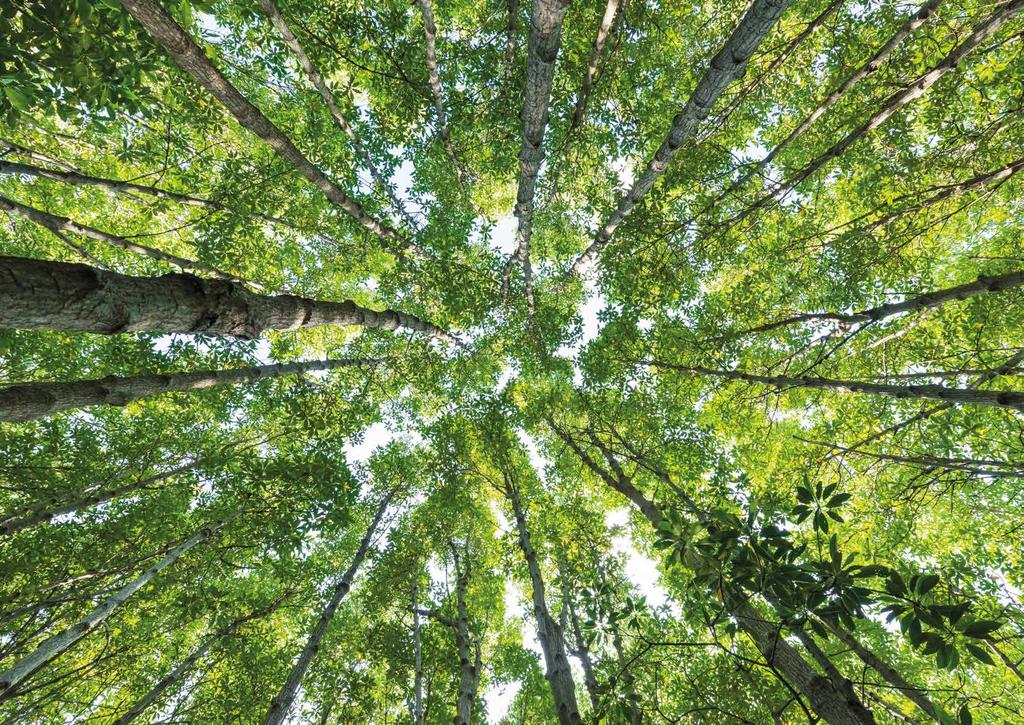 Specie Legnose da Culture Rinnovabili I nostri legni ROVERE LAMELLARE : Eccellenza Nome botanico: Quercus Robur; Quercus Petraea
