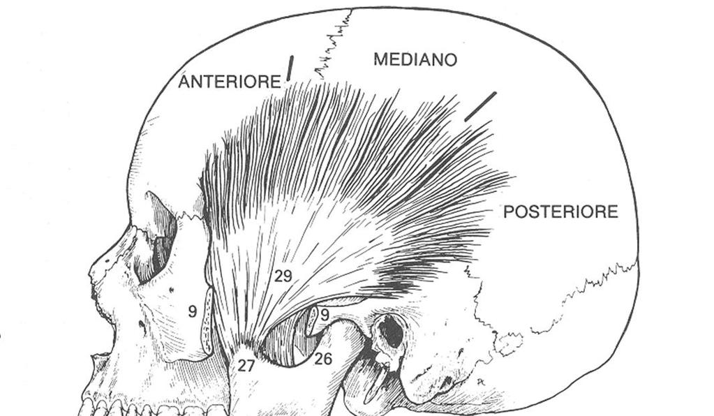 retrusione Inserito su: