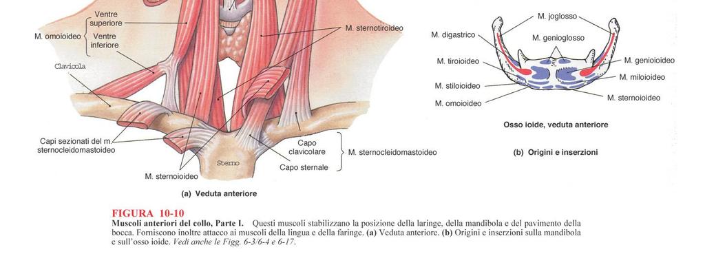 della mandibola Muscoli