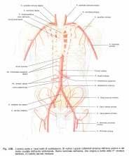 ARTERIE: Sono i vasi che trasportano il