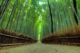 Itinerario di viaggio 2 Gennaio: Kyoto Nara - Kyoto Mattina: sveglia