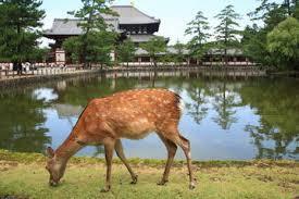 Ryoan-Ji Pomeriggio: trasferimento a Nara, pomeriggio interamente
