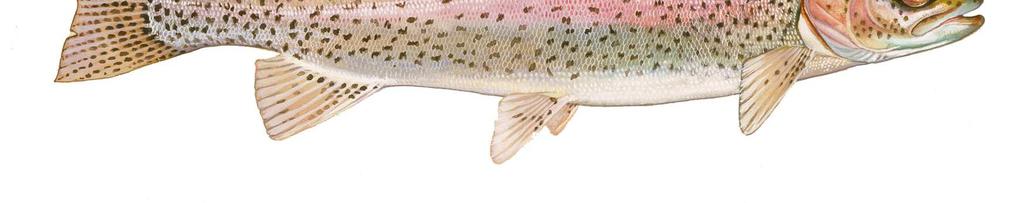 mykiss) Anche i pesci piatti (rombo e passera in particolare), il luccioe le aringhe sono molto sensibili