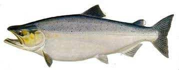 IHN-ospiti Gli ospiti principale della malattia sono i pesci appartenenti alla famiglia dei Salmonidae Il salmone (S.