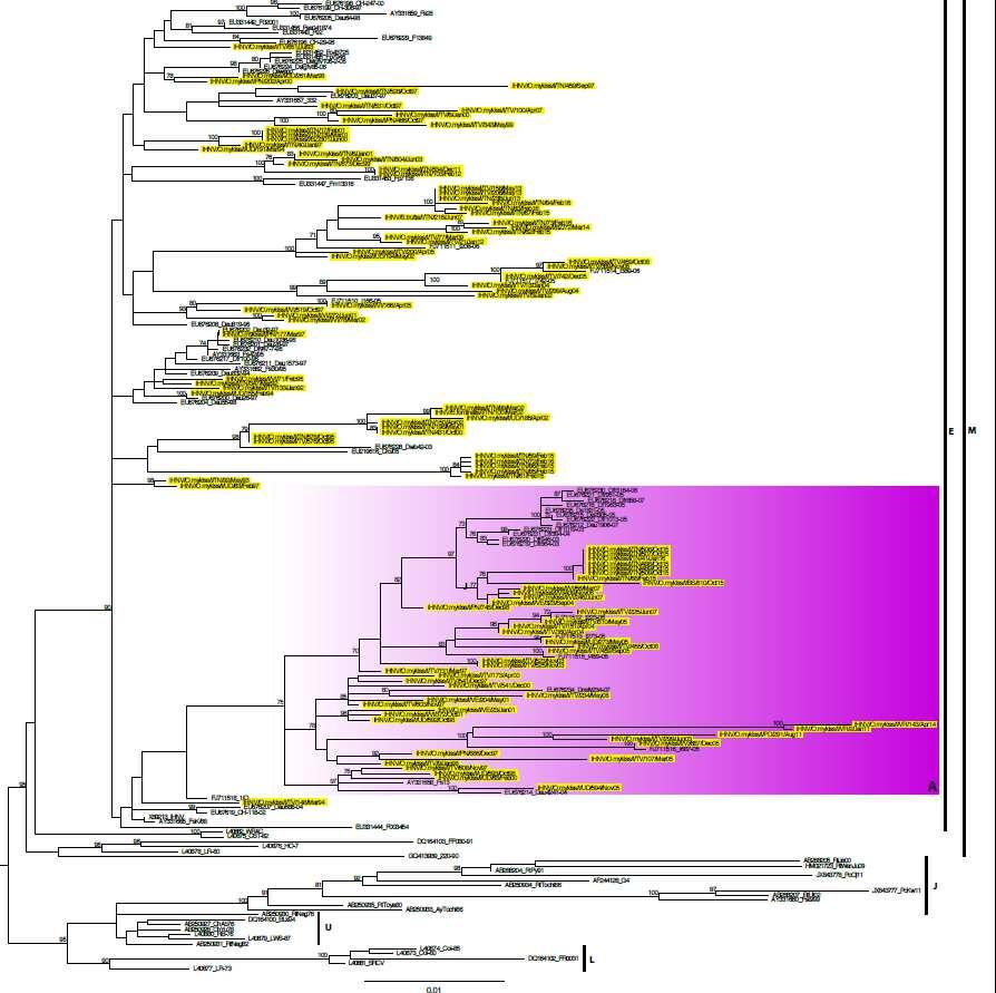 Filogenesi IHNV Panzarin 9 ceppi di IHN sequenziati (1991-2013) ene G più informativo entificato 1 solo cluster (A) irus a tasso di evoluzione >