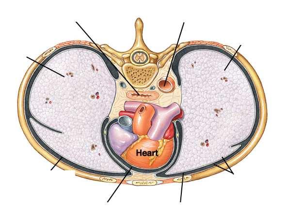 Polmone, privo di strutture di sostegno o muscolari, aderisce alla gabbia toracica attraverso la pleura (parietale e viscerale).