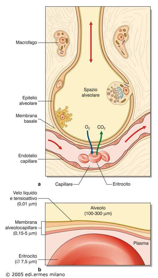 Gli scambi gassosi avvengono per diffusione attraverso la membrana