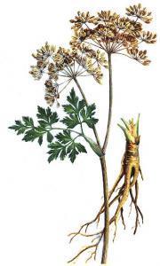 Angelica sinensis (Oliv.) Diels Pianta erbacea perenne, alta 0.5-1 m, con fusto verdastro, a striature viola.