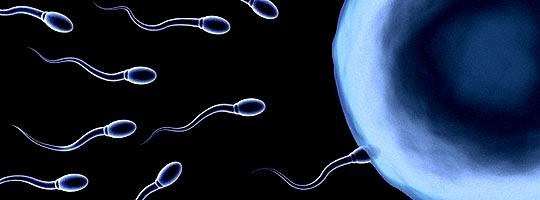 Una volta raggiunto l ovulo, lo spermatozoo riversa