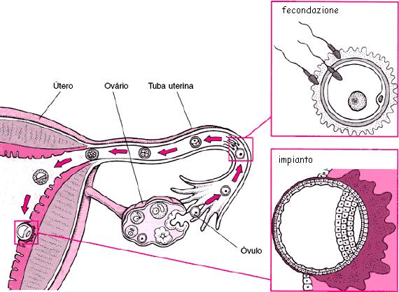 La formazione dello zigote corrisponde al concepimento di un nuovo essere umano.