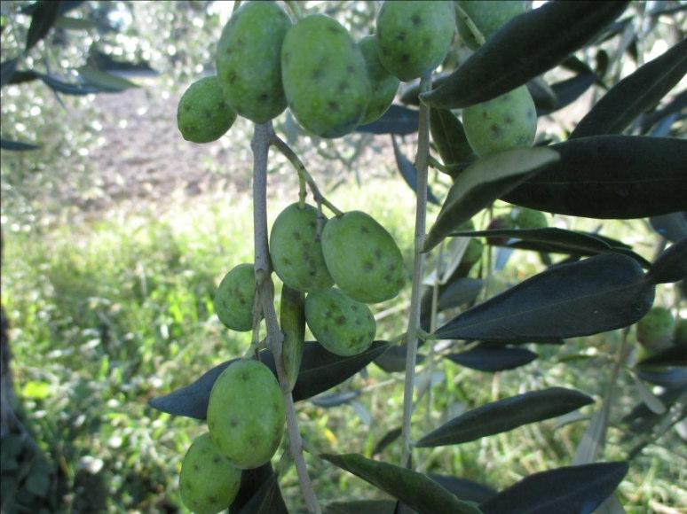 Mosca delle olive: vecchio