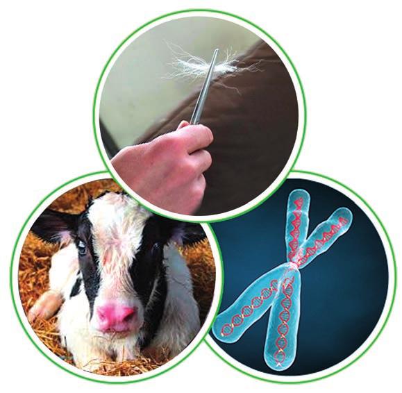 DNA Il test viene effettuato a partire da -3 peli puliti della coda (con relativo bulbo pilifero) oppure dal tessuto cartilagineo