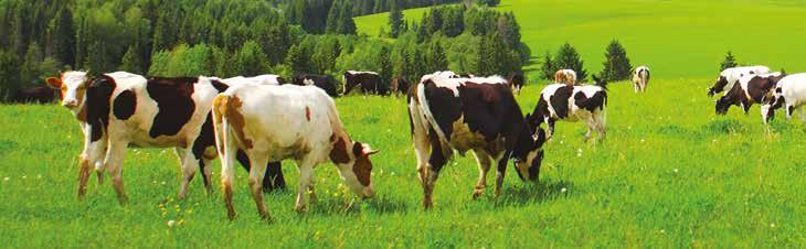 Ruminanti Dalla ricerca Dell Aventino una linea completa per crescere vitelli da carne sani e forti, a partire dallo svezzamento, con formule bilanciate che assicurano lo sviluppo armonico dell