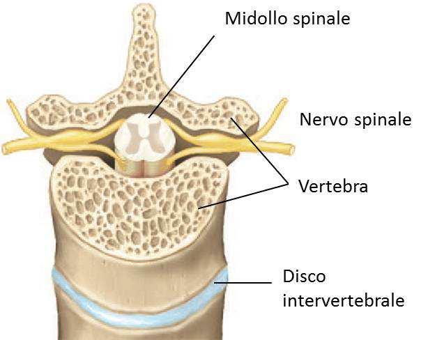 NERVI SPINALI Origine dei nervi spinali 31-33 paia