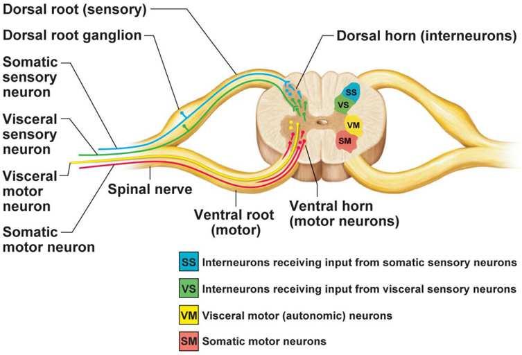 SOSTANZA GRIGIA DEL MIDOLLO SPINALE Neuroni motori somatici Neuroni motori