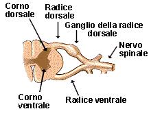 motorie Radice posteriore Fibre afferenti