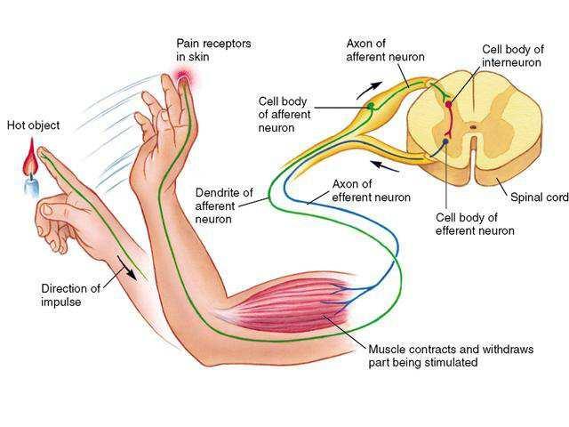 MIDOLLO SPINALE: ARCO RIFLESSO RECETTORE PERIFERICO