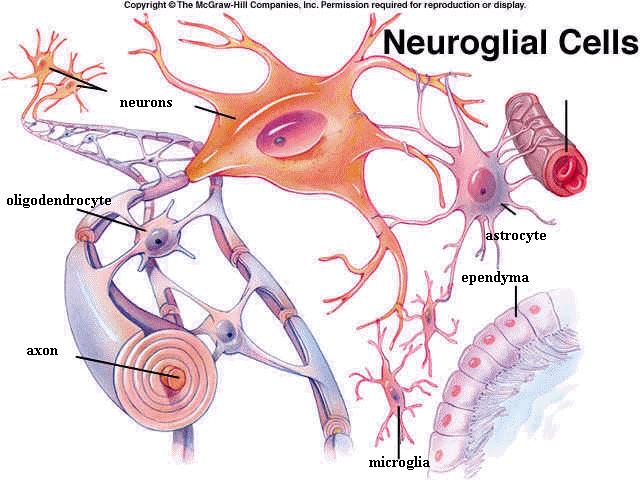 SISTEMA NERVOSO Il sistema nervoso è composto da due tipi di cellule: NEURONI cellule della