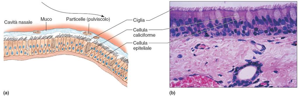 Epitelio ciliato 10 Movimento del muco nel tratto respiratorio.