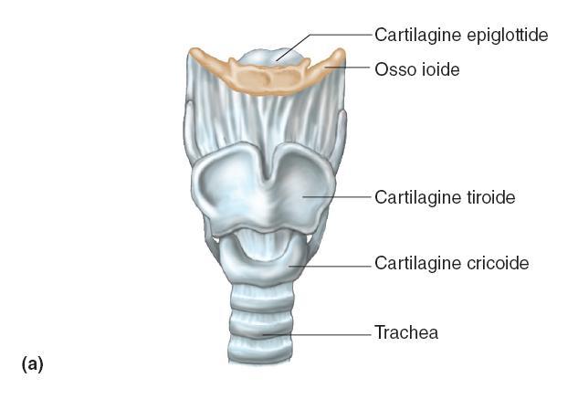 La cartilagine cricoide è un anello di cartilagine ialina che forma la parete inferiore della laringe ed è
