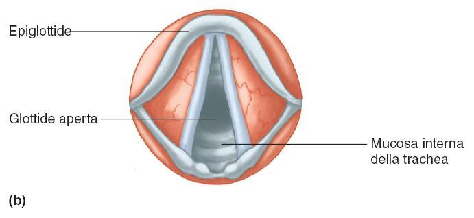 superiore, le corde vocali false che
