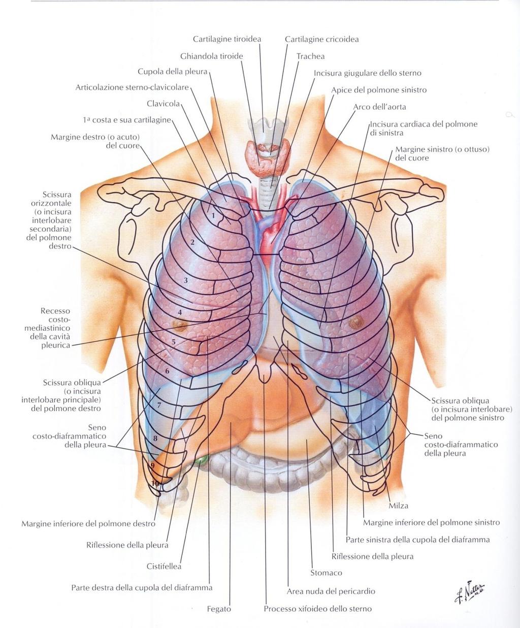 Topografia anteriore dei polmoni nella cavità toracica 15 Scissure: I lobi polmonari sono separati gli uni dagli altri da tessuto pleurico viscerale.