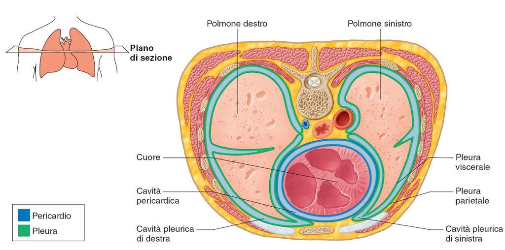Pleura e pericardio 16 Le cavità pericardica e quelle pleuriche delimitate da un foglietto parietale e da uno