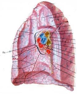 vi penetrano i bronchi e i nervi e vi entrano ed