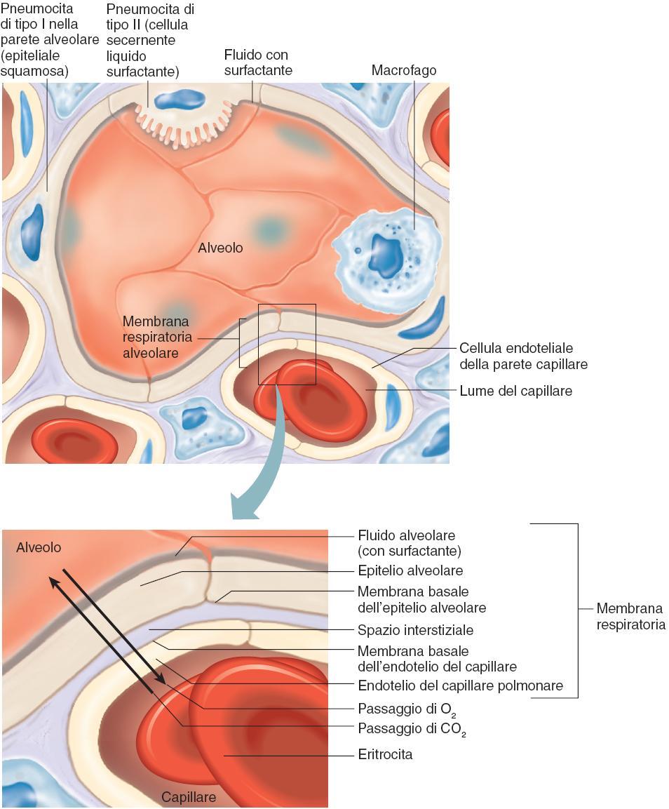 Istologia dell alveolo polmonare 26 Lo scambio