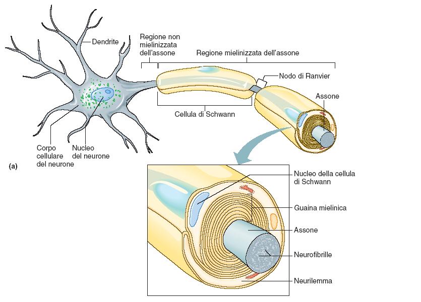 Il neurone 30 L unità morfo-funzionale del sist. n. sono i neuroni, circondati da una sorta di guaina cellulare, composta di cellule specializzate dette di Schwan (la mielina).