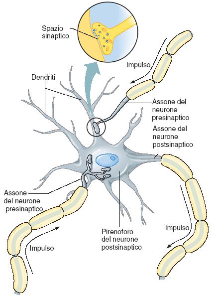 La sinapsi 36 La sinapsi è il punto di