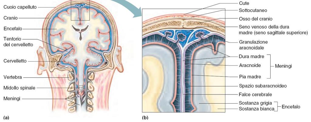 Meningi 38 Le meningi sono membrane di tessuto connettivo che avvolgono l encefalo e il midollo spinale. Sono tre, dalla più esterna: dura madre, aracnoide, pia madre.