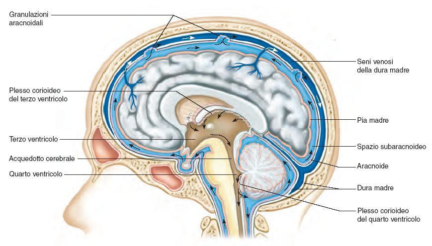 Liquido cerebrospinale 41 Il midollo spinale e l encefalo sono protetti dal liquido cerebrospinale, un liquido trasparente che trasporta